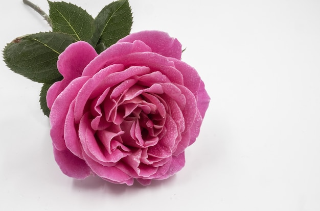 Gros plan d'une belle rose rose avec des gouttes d'eau isolé sur une distance blanche