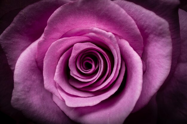 Gros plan d'une belle tête de rose rose