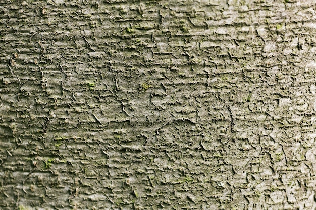 Gros plan sur la belle texture de l'écorce des arbres