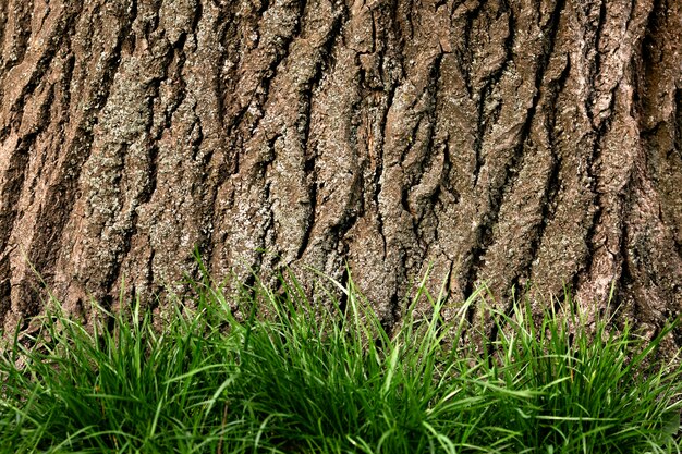 Gros plan sur la belle texture de l'écorce des arbres