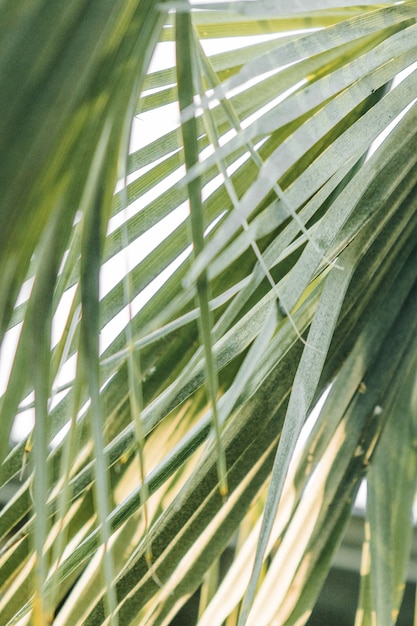 Gros plan sur la belle verdure d'une forêt