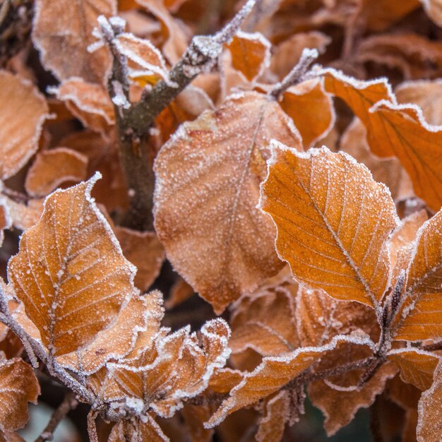 Gros plan de belles feuilles d'automne couvertes de givre avec un arrière-plan flou