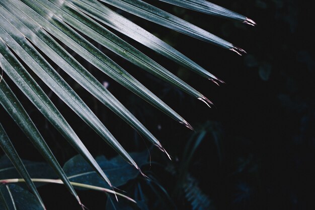 Gros plan de belles feuilles épineuses d'une plante tropicale exotique