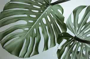 Photo gratuite gros plan de belles feuilles de monstera naturelles texturées.