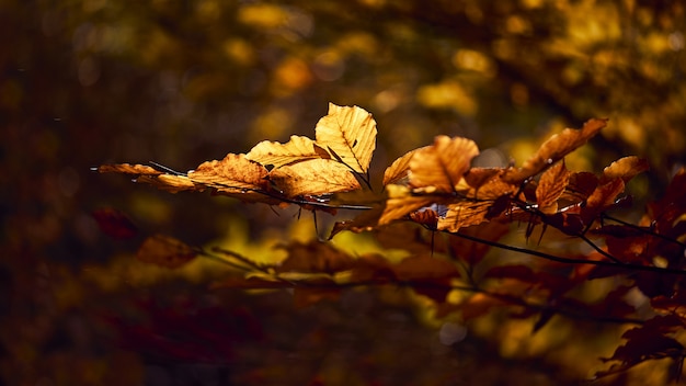 Gros plan de belles feuilles d'or sur une branche avec un arrière-plan flou