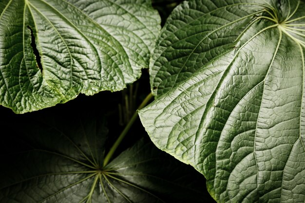 Gros plan de belles feuilles tropicales