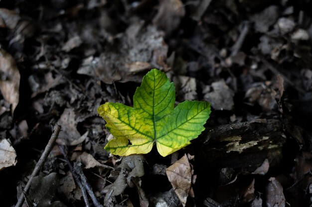 Gros plan de belles feuilles vertes sauvages dans la forêt