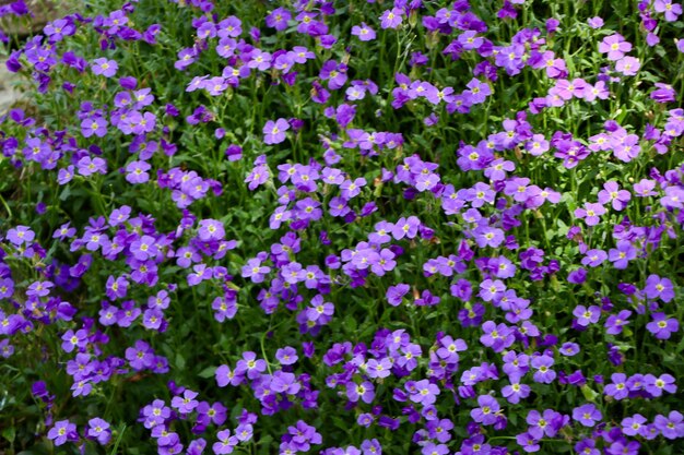 Gros plan de belles fleurs d'aubretia pourpre