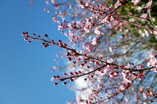 Gros plan de belles fleurs de fleurs de cerisier à pétales roses sur un arrière-plan flou