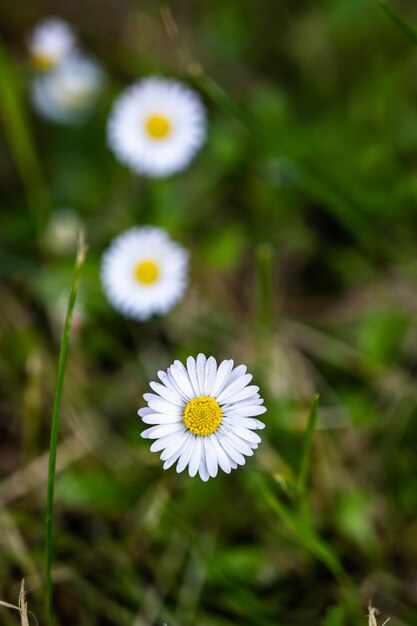 Gros plan de belles fleurs de marguerite blanche