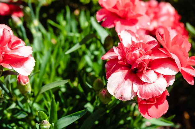 Gros plan de belles fleurs d'oeillets roses dans un jardin