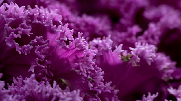 Photo gratuite gros plan de belles fleurs violettes