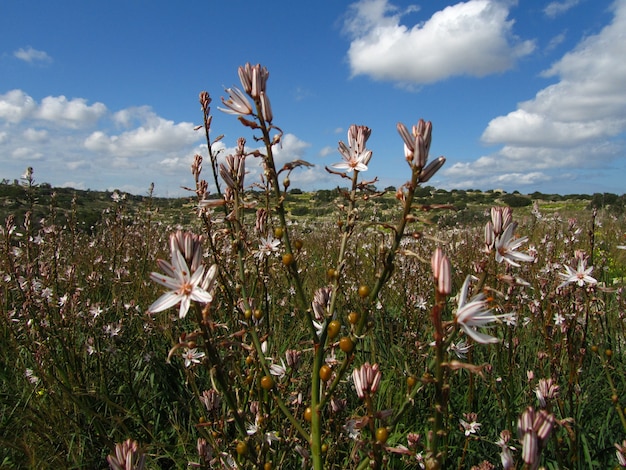 Photo gratuite gros plan de belles plantes d'asphodèles ramifiés dans les îles maltaises, malte