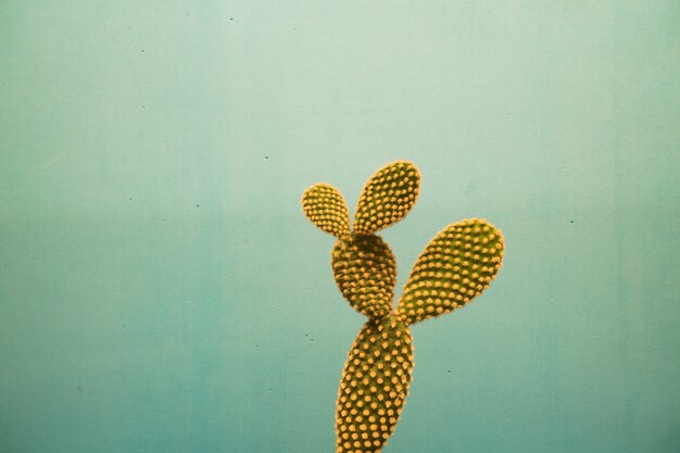 Gros plan de belles plantes de cactus sur fond bleu