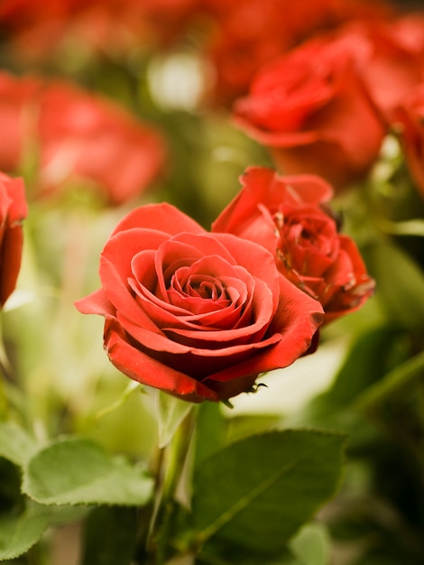 Photo gratuite gros plan de belles roses rouges