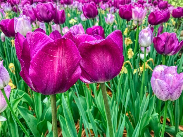 Gros plan de belles tulipes pourpres poussant dans un grand champ de fleurs