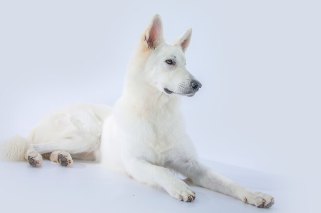 Gros plan d'un berger blanc couché sur un isolé