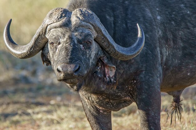 Gros plan d'un bison adulte avec verdure