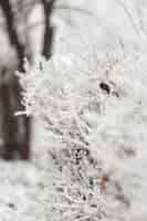 Photo gratuite gros plan blanc des branches de branches gelées