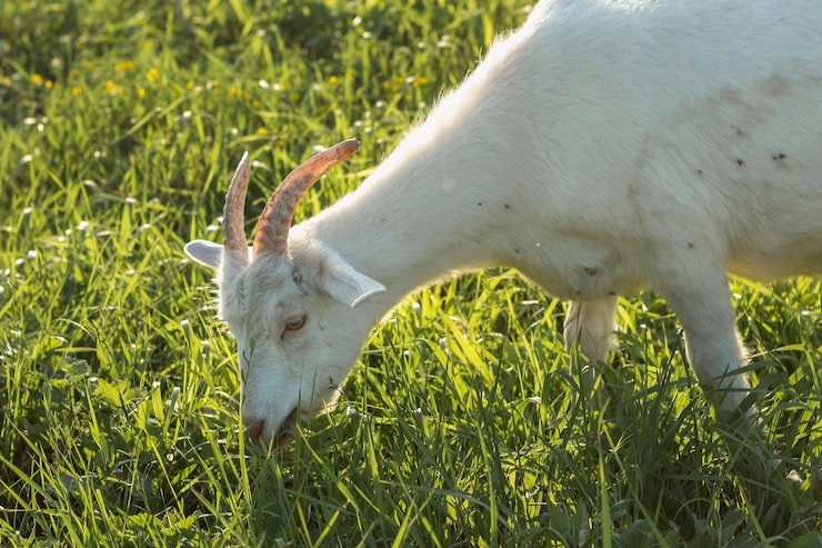 Photo gratuit gros plan, blanc, chèvre, manger, herbe