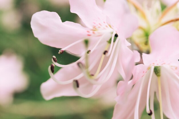 Gros plan, blanc, fleur