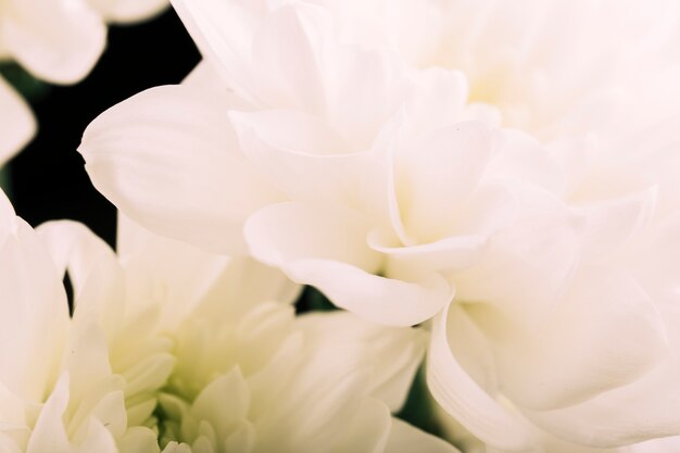 Gros plan, blanc, gerbera