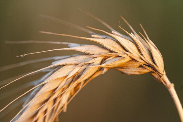 Gros plan de blé dans le champ avec un arrière-plan flou au coucher du soleil