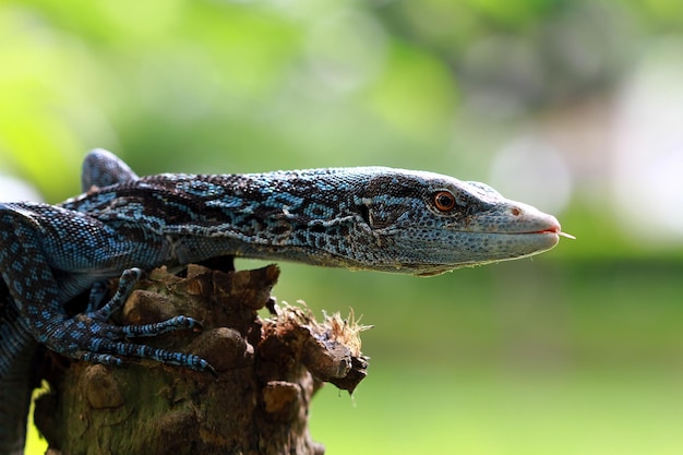 Gros plan bleu paranus tête gros plan animal