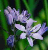 Photo gratuite gros plan de blooming scylla sur nature verte