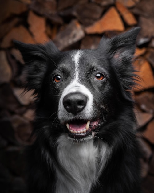 Gros plan d'un Border Collie sur un mur en bois