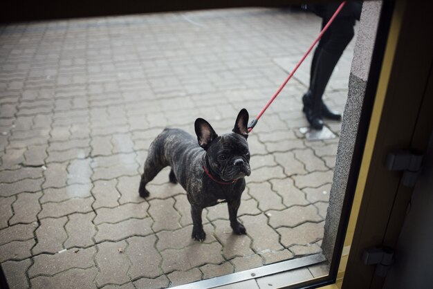 Gros plan d'un bouledogue français en laisse rouge debout sur rue pavée