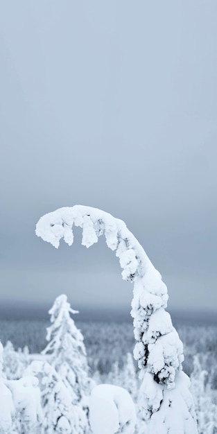 Gros plan de la branche d'épinette couverte de neige au parc national de Riisitunturi, Finlande