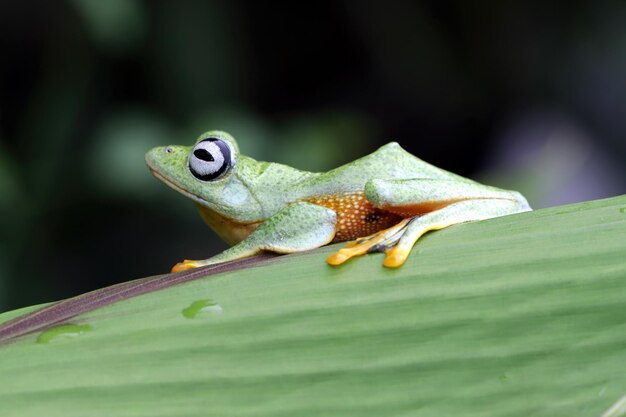 Gros plan sur une branche de grenouille volante face gros plan rainette Javan rhacophorus reinwartii sur feuilles vertes