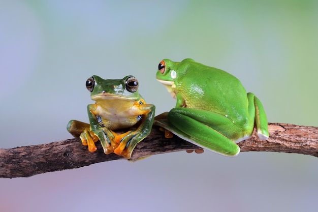 Photo gratuite gros plan sur une branche de grenouille volante face gros plan rainette javan rhacophorus reinwartii sur feuilles vertes