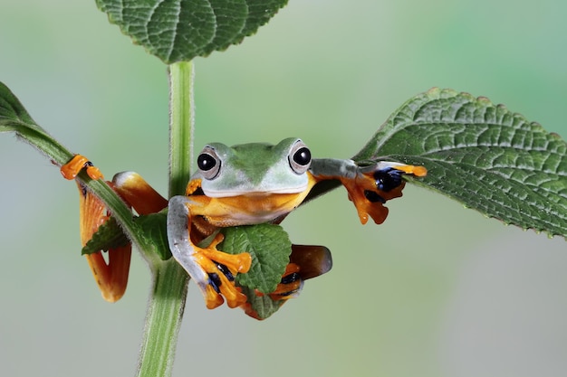 Gros plan sur une branche de grenouille volante face gros plan rainette Javan rhacophorus reinwartii sur feuilles vertes