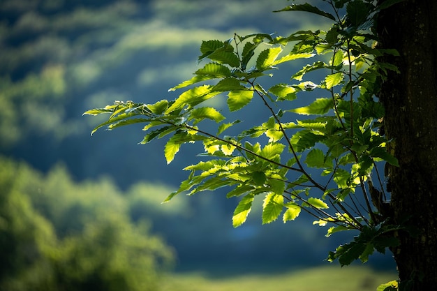 Gros plan de branches d'arbres avec des feuilles vertes avec ciel nuageux en arrière-plan