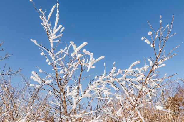 Gros plan sur des branches de bois recouvertes de neige blanche