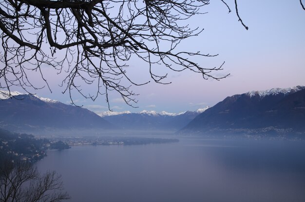 Gros plan des branches contre une scène à couper le souffle brumeux dans les Alpes