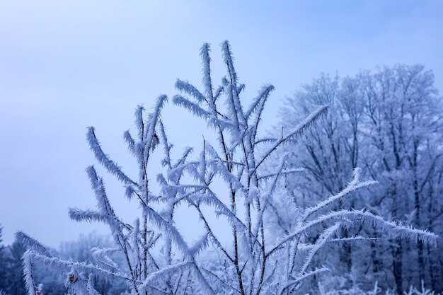 Gros plan de branches d'églantier couvertes de givre