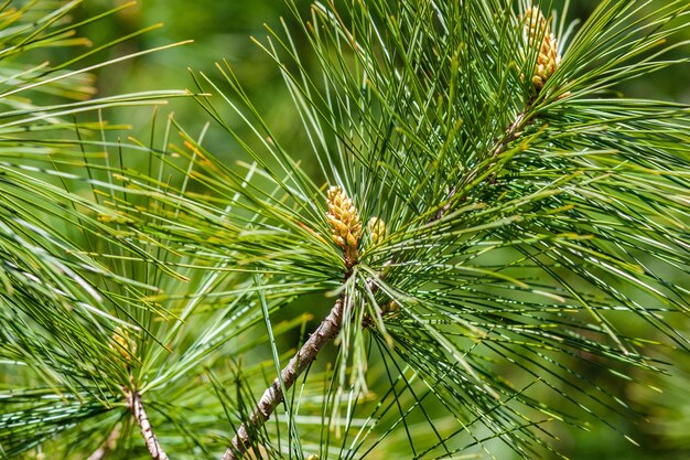 Gros plan de branches de pin de l'étang sous la lumière du soleil