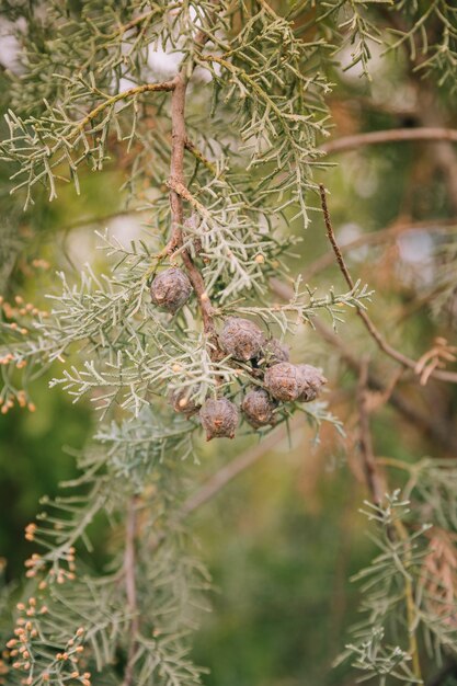 Gros plan de branches de sapin vert