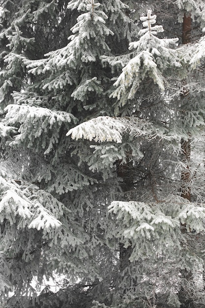 Gros plan, branches, surgelé, feuilles