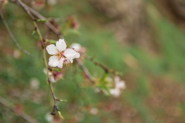 Gros plan brindille avec une belle fleur d&#39;amande