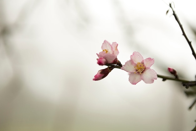 Photo gratuite gros plan brindille en fleurs