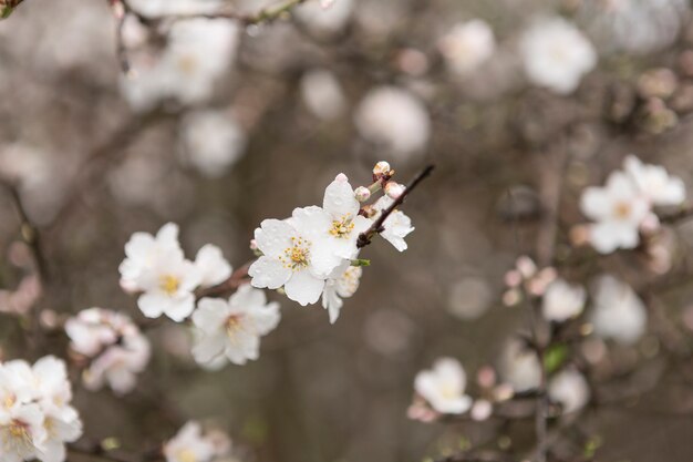 Gros plan de brindilles en fleur avec arrière-plan flou