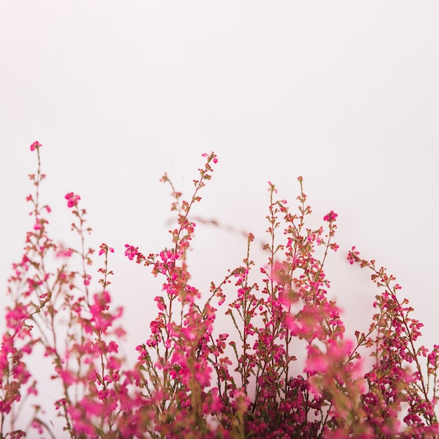 Gros plan de brindilles avec des fleurs