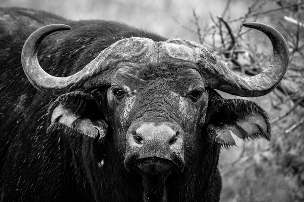 Gros plan d'un buffle regardant vers la caméra en noir et blanc