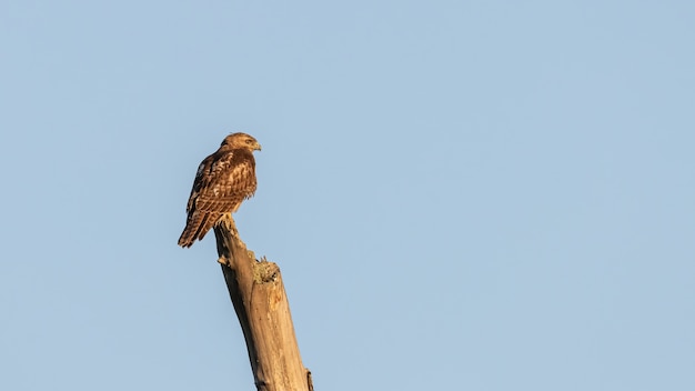 Gros plan d'une buse perchée sur un journal sur fond de ciel bleu