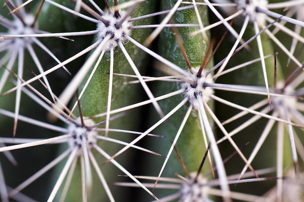 Photo gratuite gros plan d'un cactus avec des aiguilles pendant la journée