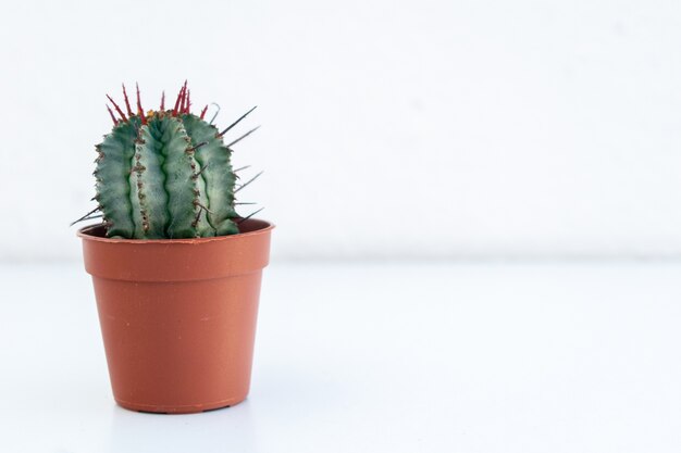 Gros plan d'un cactus dans une boîte à fleurs marron capturé sur un fond blanc